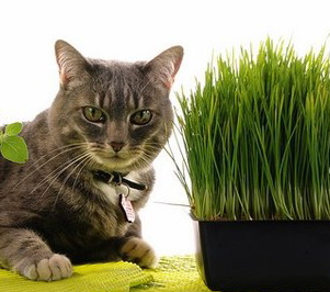 как вырастить траву для кошек